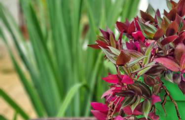 Morada dos Saguis - Foto 17