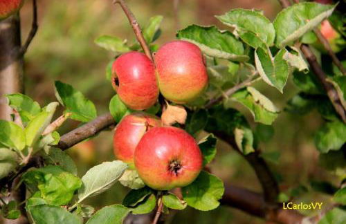 Manuel Cortina 11 - Foto 34