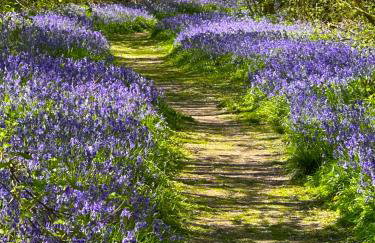 The Granary - Wood Farm Barn. Luxury Barn with wonderful countryside views - Photo 46
