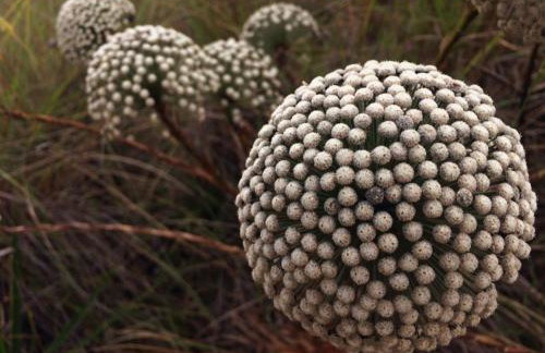 Recanto Vita et Pax - Hospedagem e Passeio Náutico - Foto 96