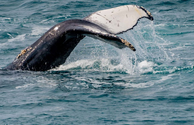 Avistamiento de ballenas en Árskógssandur - Foto 1