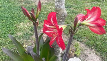 Le Repère des Ducs - Logement T2 au calme, proche Agen - Foto 3, Garden view