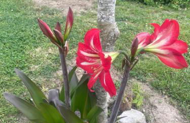 Le Repère des Ducs - Logement T2 au calme, proche Agen - Foto 3