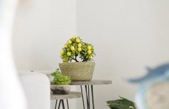 House of Farros - Foto 26