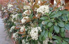 Casa Vacanze Mimose - Foto 31