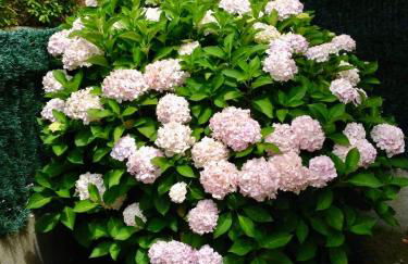 Apartamento en Comillas-Garden Apartment in Comillas - Foto 21