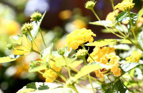 Masseria Torca - Isca - Foto 46