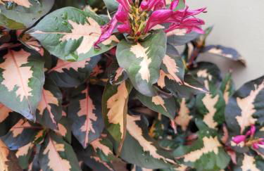 BrotasLoft - Foto 14