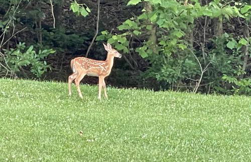 STAIRS OPTIONAL! Lakefront! Pool! On Water! Convenient Fishing! - Photo 40