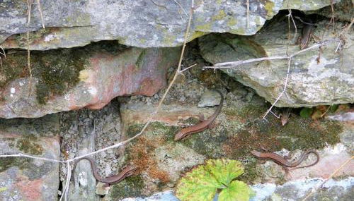 2 Weinhaus Marmann - Photo 4, Other