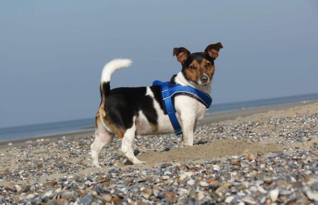 Cozy Chalet in Vrouwenpolder With Garden - Foto 18