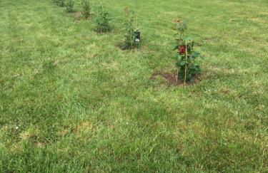 JARDIN DE CAMPAGNE - Foto 39