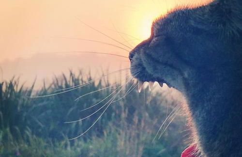 Dernier Ecolodge avant NewYork - Foto 32