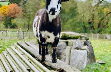 Ferienhof Riekeshof - Foto 40
