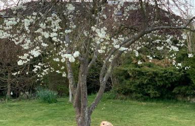 The Cottage get away - Foto 10