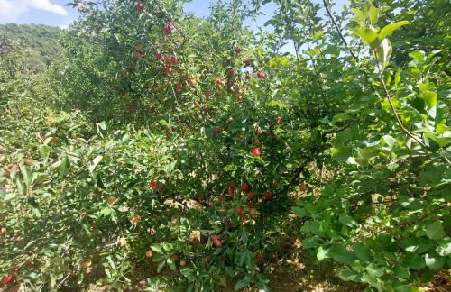 Puente Canto de Gredos - Photo 49