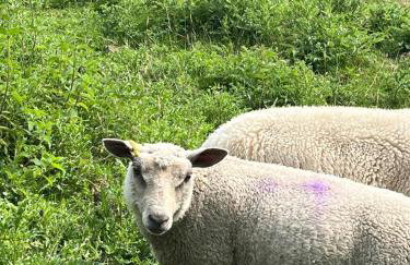 Walland Cottage Romney Retreat - Photo 23