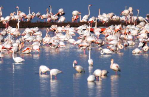 Mobile Home in Po Delta Park With Beach Access - Foto 74