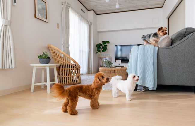 Little Santa - Foto 53