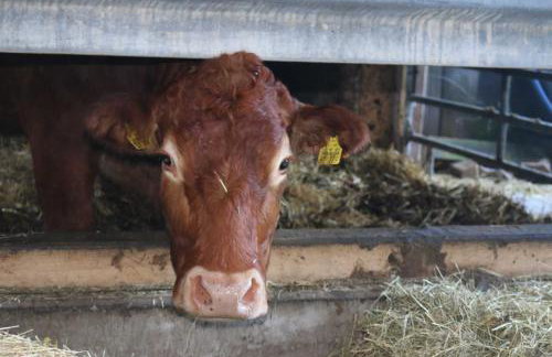 Schwoererhof - Photo 36