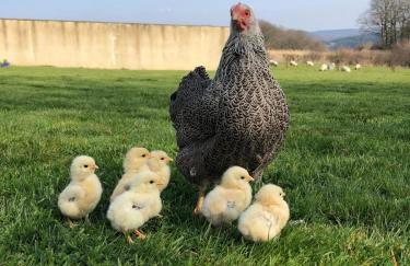 Cosy cottage with stunning views, close to Ludlow - Foto 20