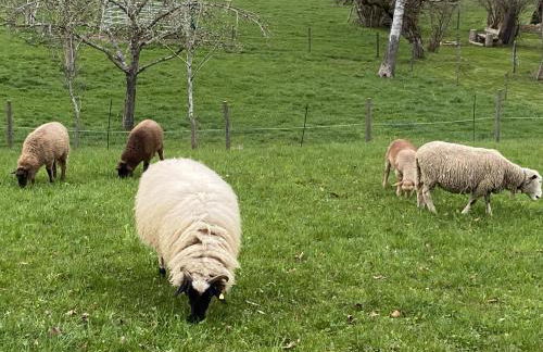 Uptrulli-Minihaus - Foto 34