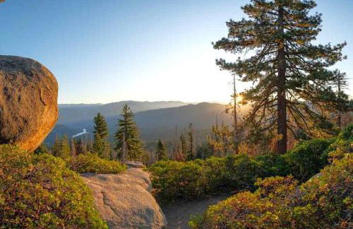Sequoia Splendor, inside Kings Canyon NP by Visitors Center - Foto 63