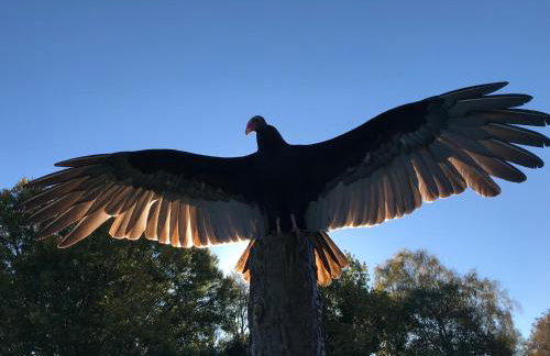 Bird House - Sleep with the Owls! - Foto 18