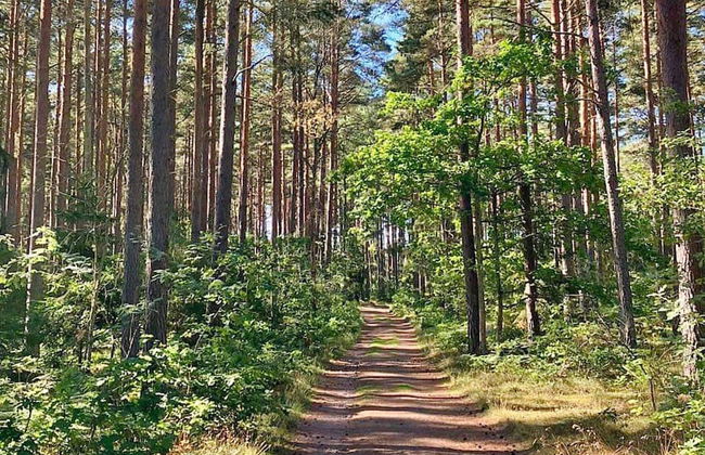 6 Person Holiday Home in Rockneby-by Traum - Foto 19