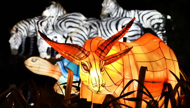 Dubai Garden Glow Tickets - Photo 4, Enjoy a magical evening with your family