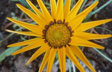 Apartment Gajo with swimming pool near Split - Photo 16