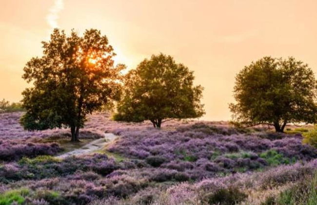 Holiday Home in Mook With Garden - Photo 39