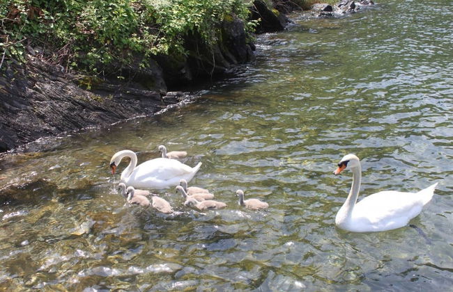 Lovely Studio on the Lake - Foto 18