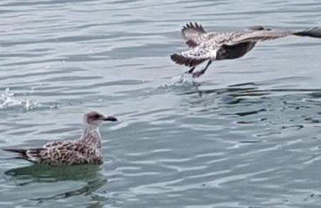 LES FRUITS DE MER, parking gratuit, lits faits, animal bienvenu et tout à pied - Foto 20