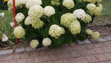 Ferienwohnung Siebmann - Foto 4