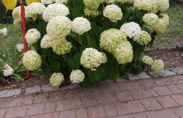 Ferienwohnung Siebmann - Foto 4