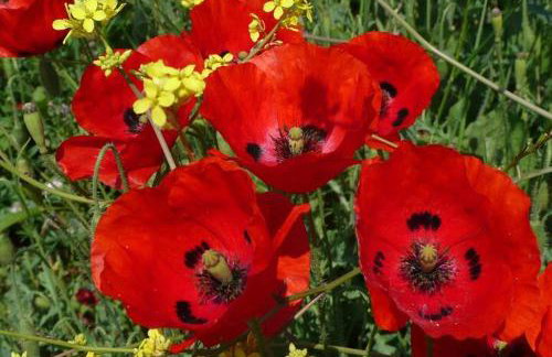 Magnolia Apartment - Foto 11