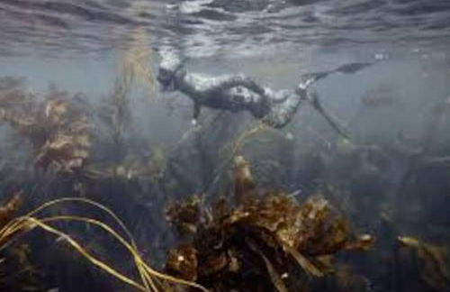 Gîte entre Mer et Abers - Foto 35