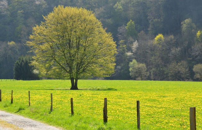 Holiday Home in Houyet With Sauna & Garden - Foto 26