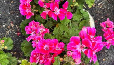 Casa Tajinaste - Photo 5, Garden, Garden view