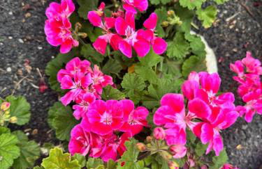 Casa Tajinaste - Foto 5