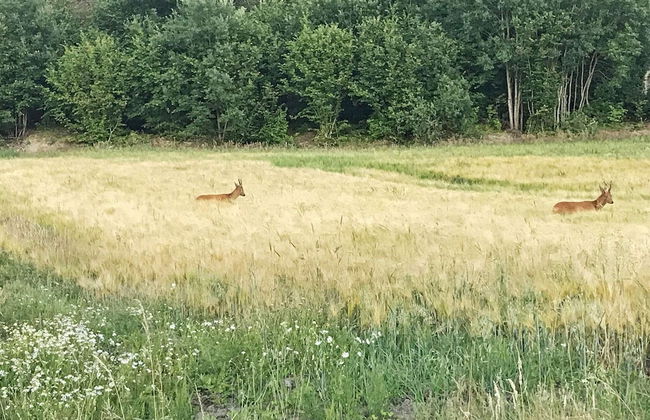 4 Person Holiday Home in Dingle - Foto 21