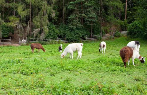 Apartments Ansitz Wildberg - Photo 60