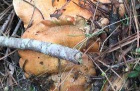 Más Figueres - Foto 59