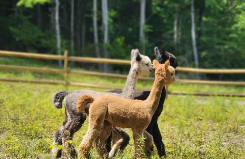 LaValleyEstates - Foto 70