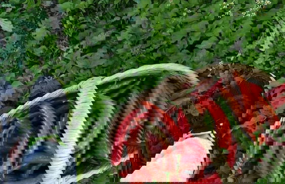 Agriturismo Summer - Foto 39