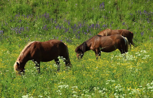 Balmy Apartment in Bohinjsko Jezero near Lake - Foto 23