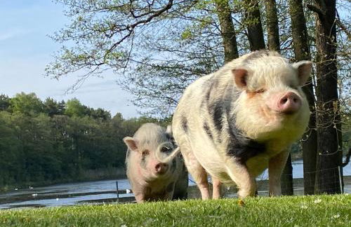 Villa Kersdorf - Foto 11