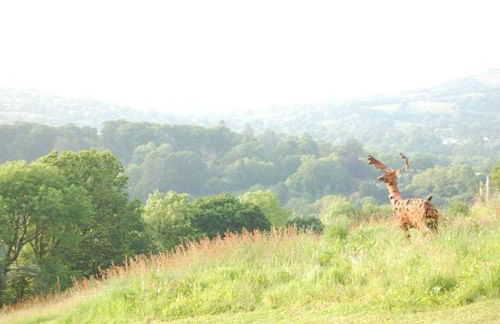 Stables, 1 Bed, Private, Ecolodge, Edge Dartmoor - Foto 39