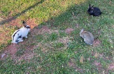 Agriturism Gscnara - Foto 43